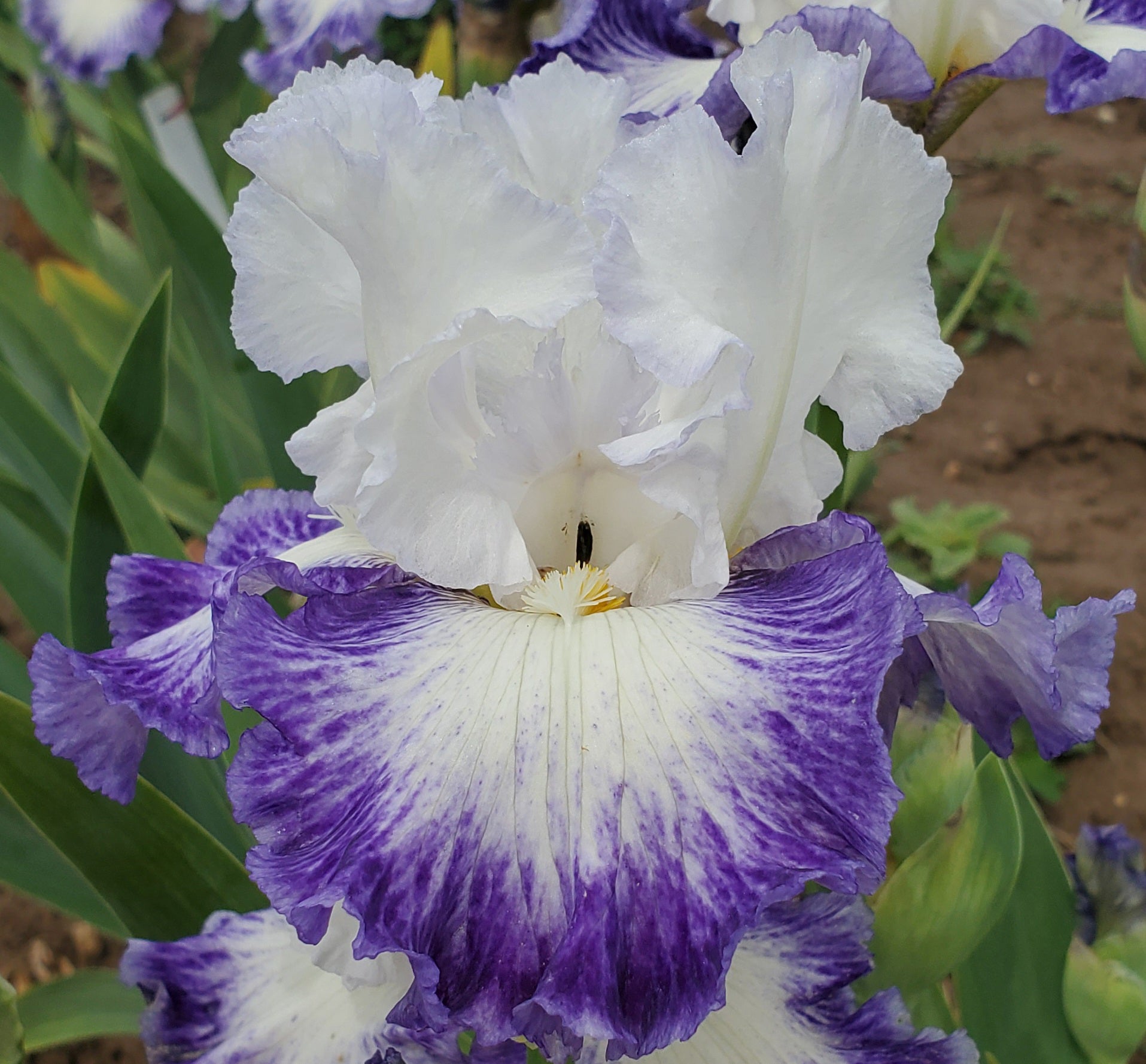 Breaking The Ice – Sutton Iris