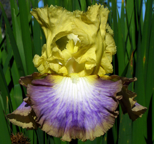 Definition Sutton Iris