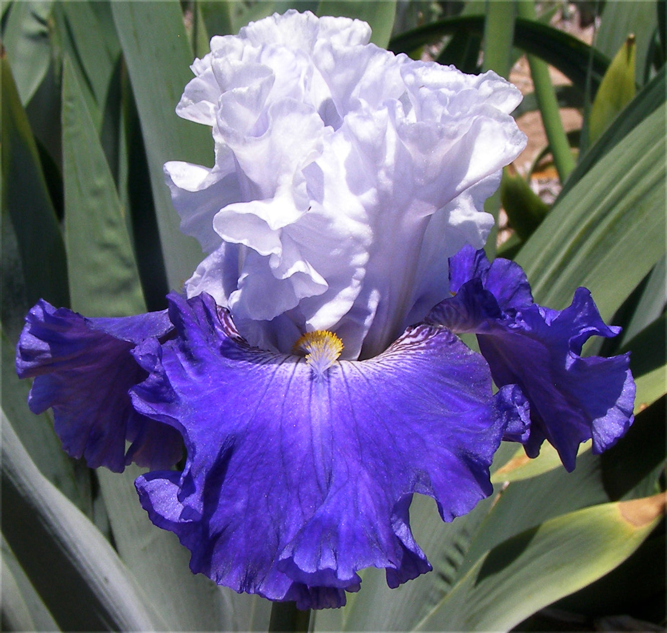 FX Schreiner – Sutton Iris