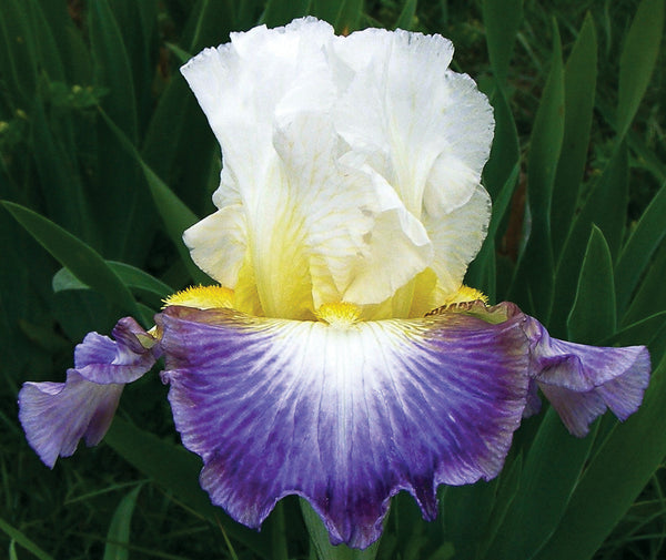 Fall Enterprise Iris Sutton Iris