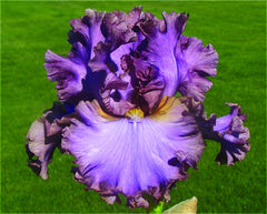 French_Lavender_medium.jpg?v=