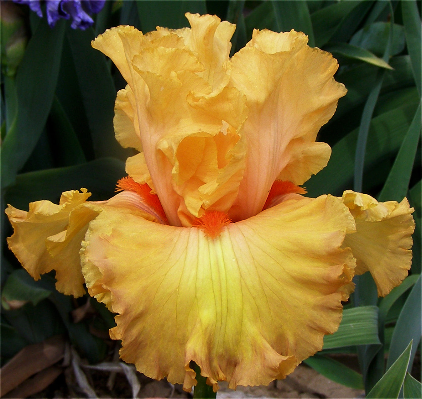 Mimosa Punch – Sutton Iris