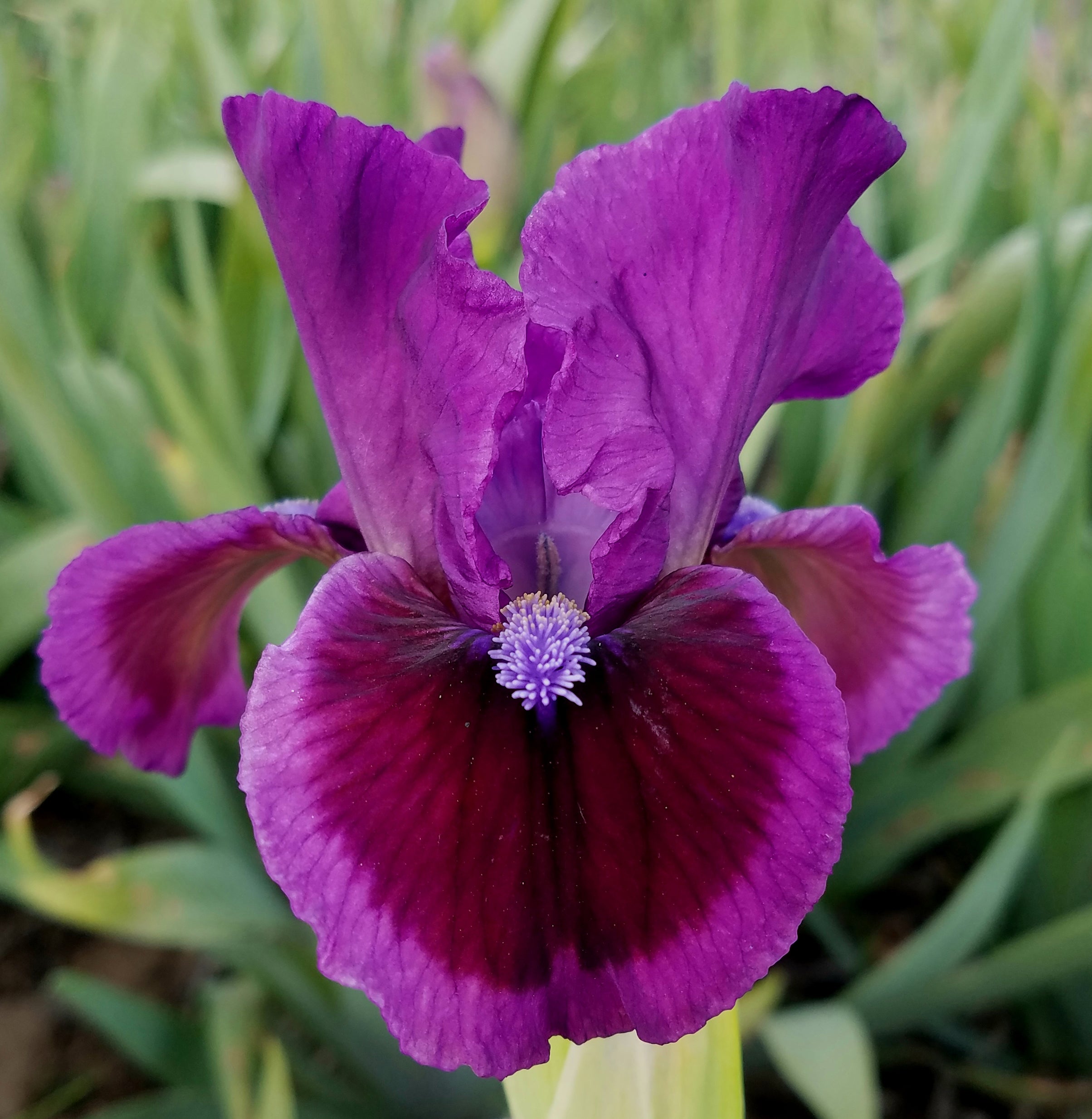 Purple Flood – Sutton Iris