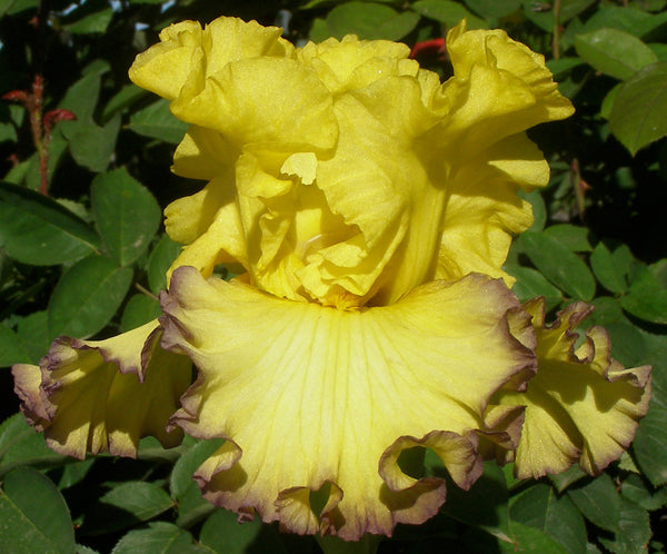 Ruby Moon Iris – Sutton Iris