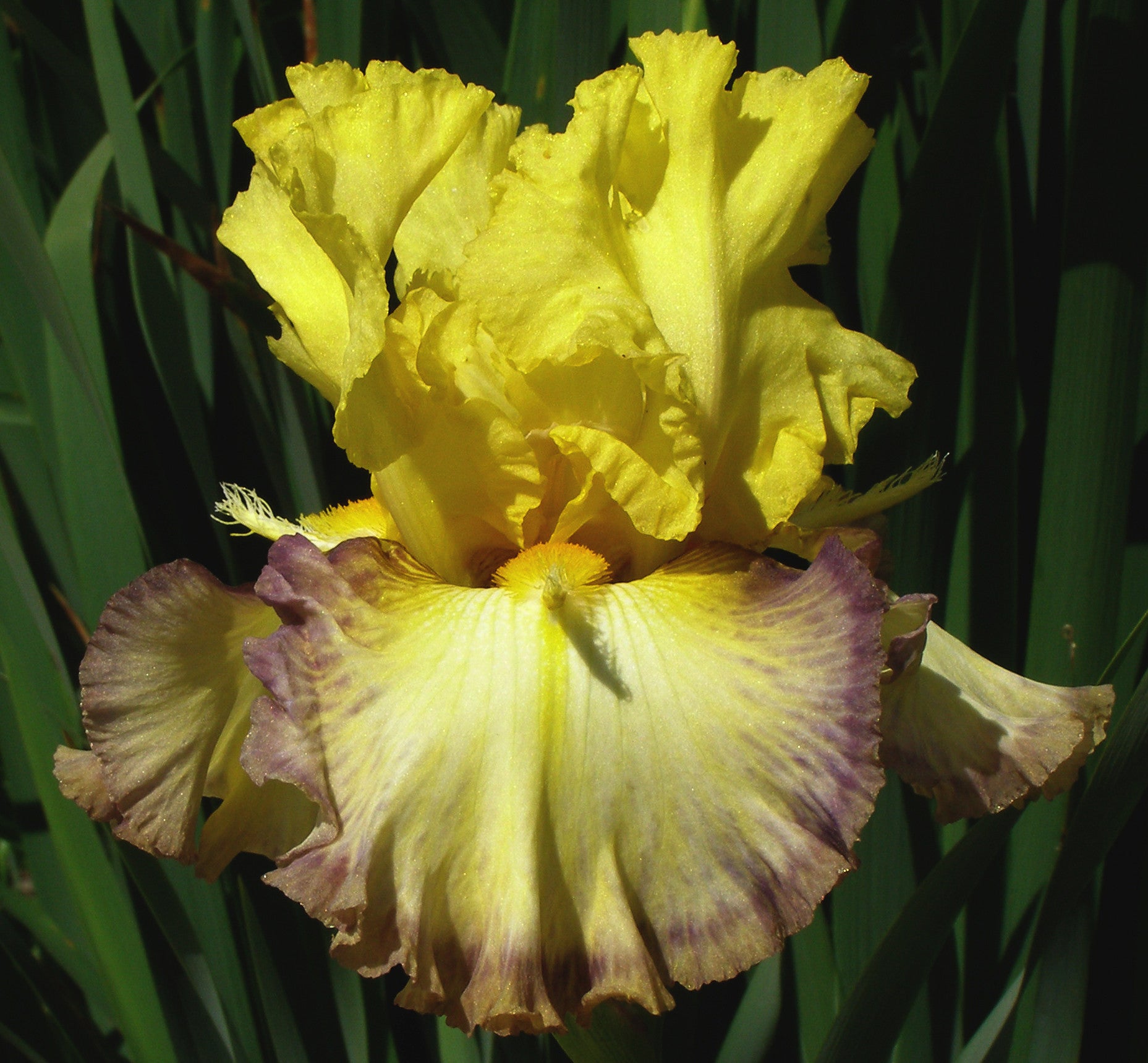Sunset Punch Iris – Sutton Iris
