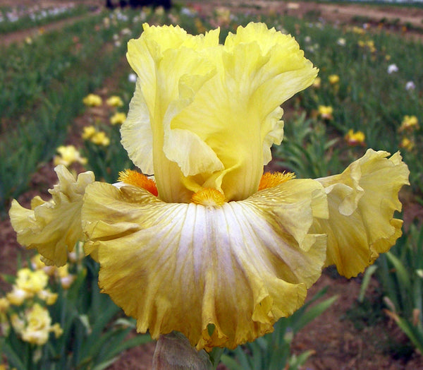 Banana Daiquiri Iris Sutton Iris