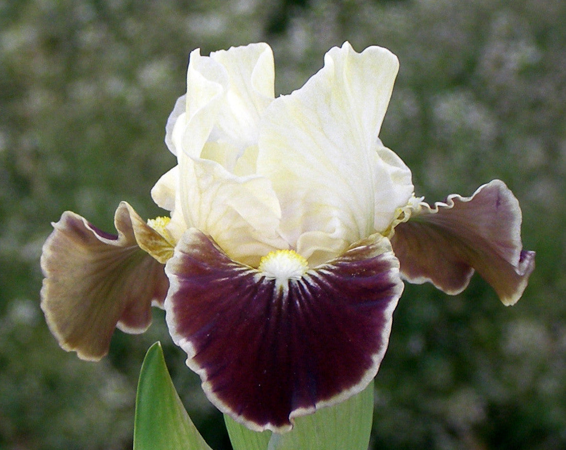 coconino_iris.jpg?v=1453774206