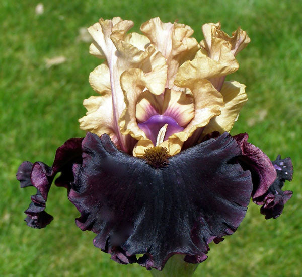 Grapenut – Sutton Iris