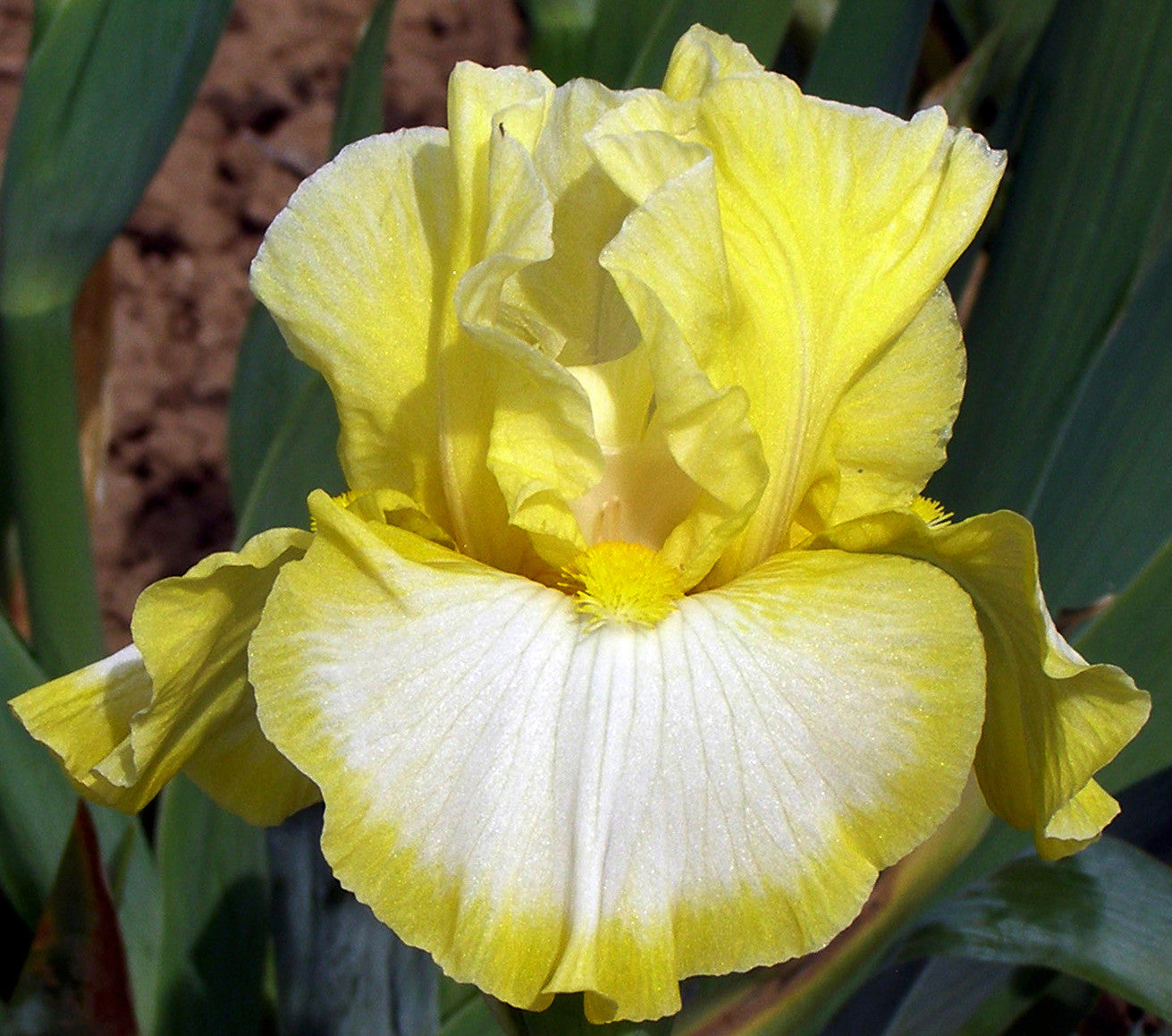 milesofsmiles_iris.jpg?v=