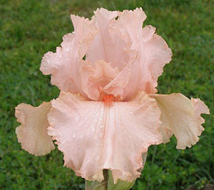 Peggy Sue Tall Bearded Iris – Sutton Iris