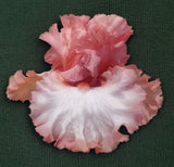 Positively Pink Magnet