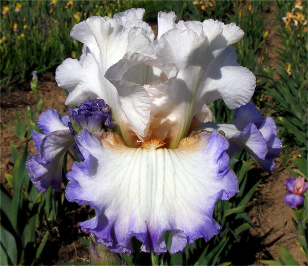 Rim Of The World – Sutton Iris