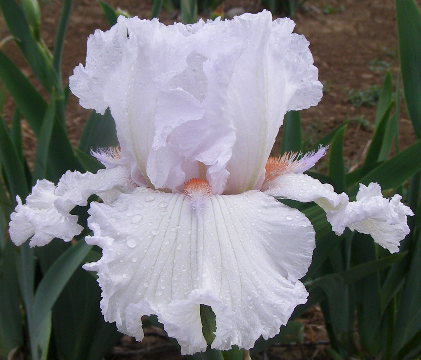 Aaron's Dream Tall Bearded Iris – Sutton Iris