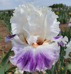 Star Maker – Sutton Iris