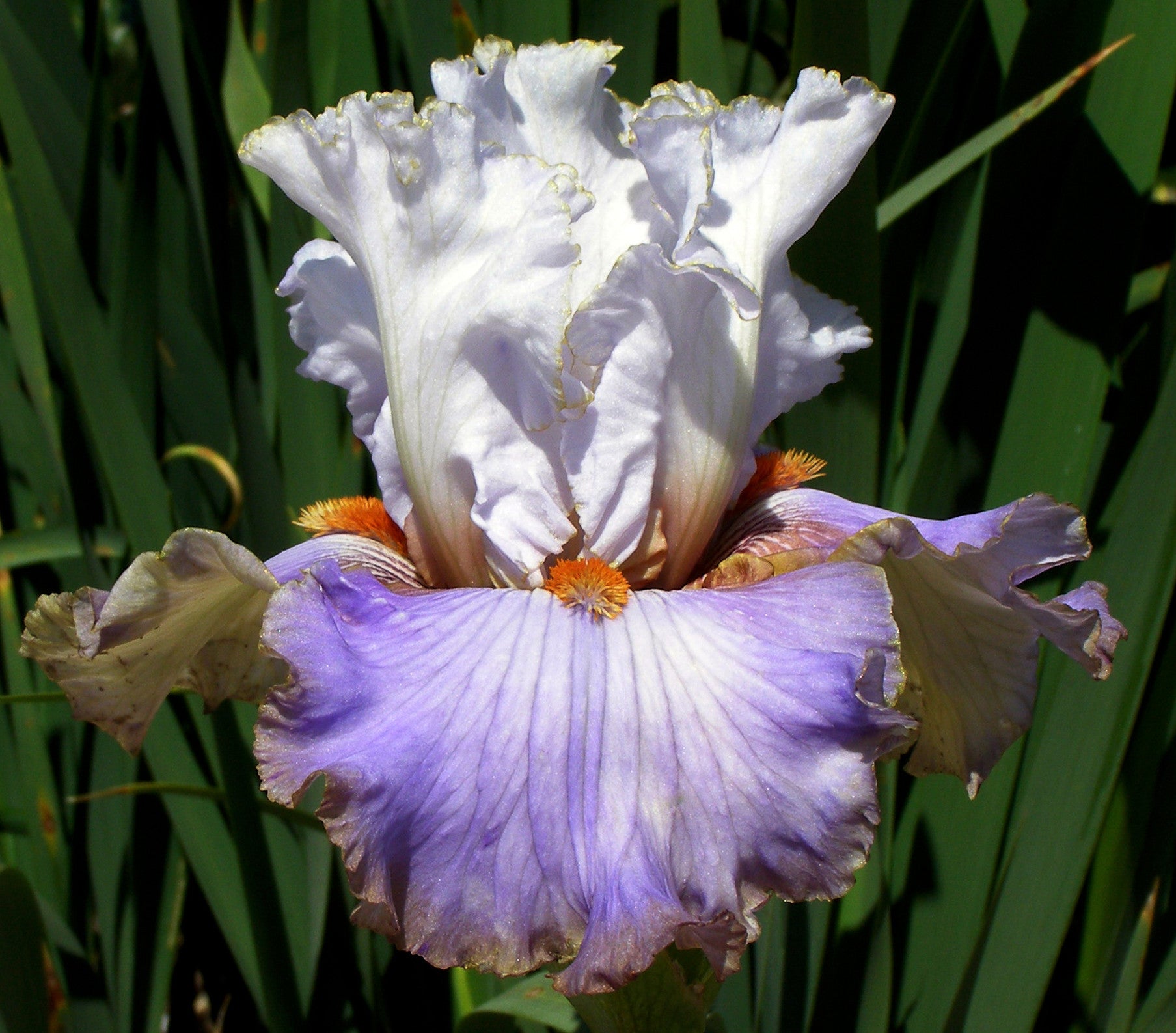 Wired – Sutton Iris